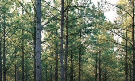 Weyerhaeuser Launches New Sustainability Strategy