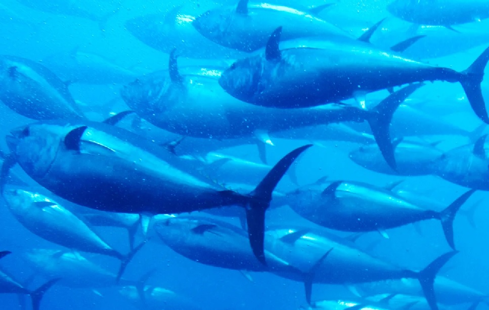 Nestlé Enters Plant-Based Seafood Market with Tuna Alternative