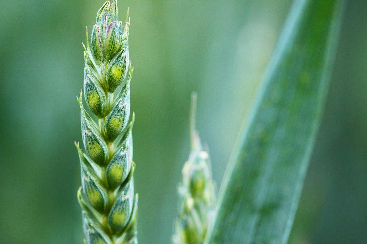 Bayer and Temasek Launch Vertical Farming Venture