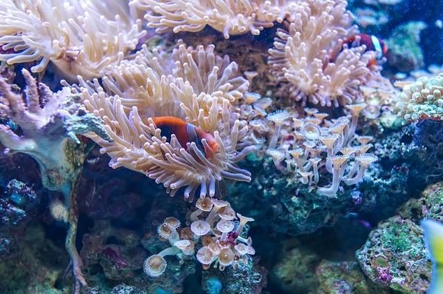 Mirova Announces Close of Sustainable Ocean Fund