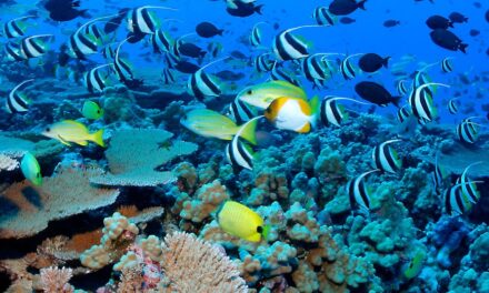 Financial Institutions Launch Finance for Biodiversity Pledge