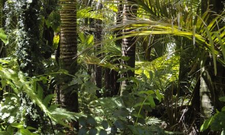 Investor Coalition Calls on Companies to End Deforestation in Supply Chains