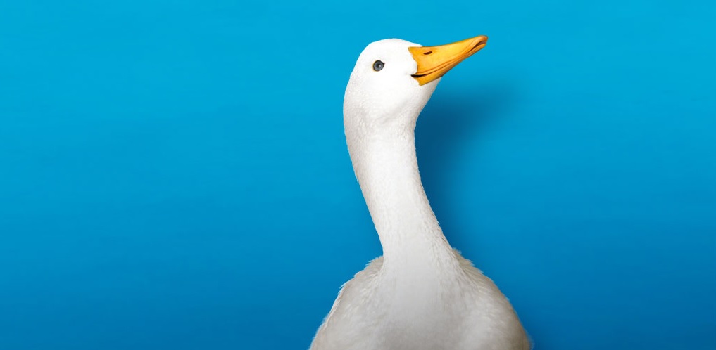 Aflac Launches its First Sustainability Bond, Proceeds to go to Environmental, Social Projects