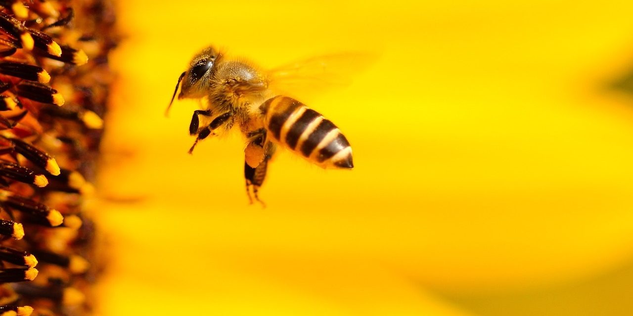 Walmart Pushes Reduced Pesticide Use by Suppliers to Protect Pollinators