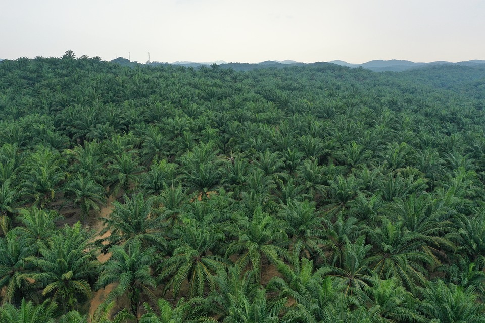 Palm Oil Company Apical Secures $750 Million Loan with Terms Tied to Sustainable Supply Chain Goals