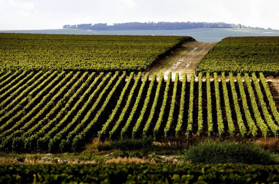 Wine & Spirits Maker Moët Hennessy to Cut Value Chain Emissions in Half by 2030