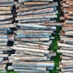Guest Post:  As Companies Commit to Climate Action, Here’s What They can Learn from Deforestation