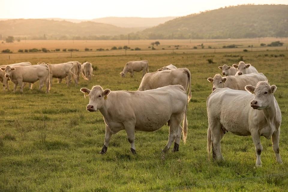 Elanco, DSM Partner on Methane Reducing Cattle Feed with “Blockbuster” Revenue Potential