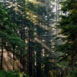 Shareholders Vote for Improved Deforestation Policies at Home Depot
