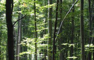 Shell Invests $38 Million in Forest Preservation Carbon Credit Project Developer Carbonext