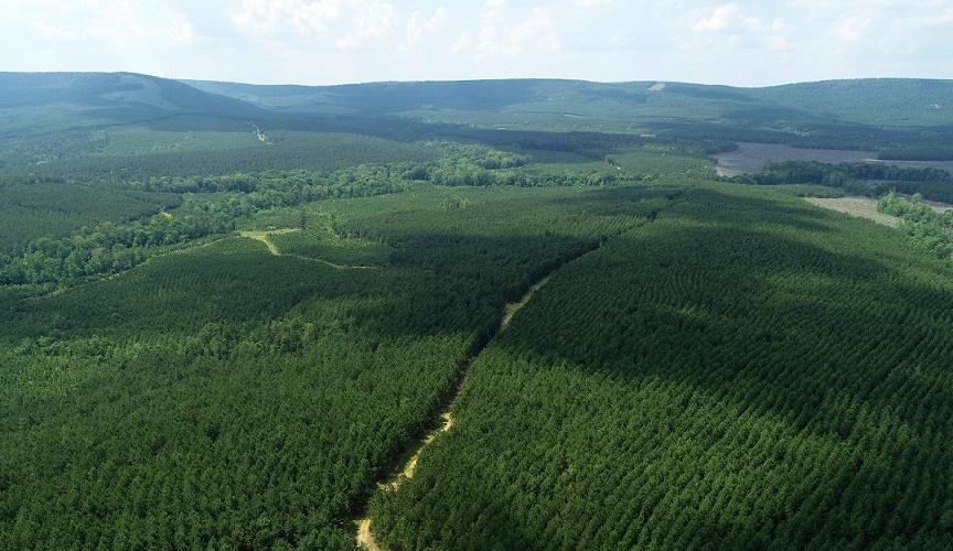 JPMorgan Invests $500 Million in Timberland, Highlighting Carbon Market Opportunity