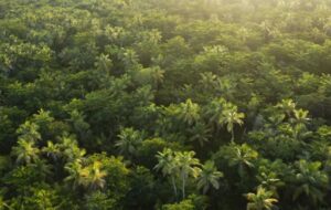 EU Lawmakers Adopt Law Banning Deforestation-Linked Products