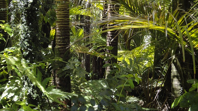 AXA IM Alts Invests $49 Million in Amazon Rainforest Restoration Projects