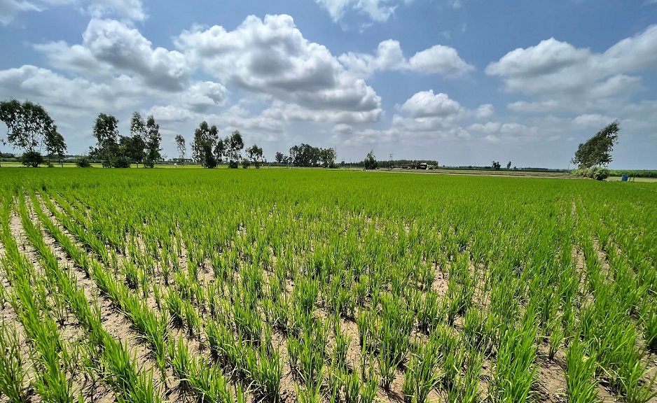 Bayer, GenZero and Shell Launch Program to Address Emissions from Rice Farming