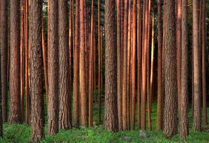 Munich Re’s MEAG Raises Over $200 Million for Sustainable Forestry Fund