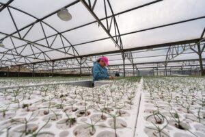 Mast Reforestation Raises $25 Million to Remove Carbon Emissions After Wildfires