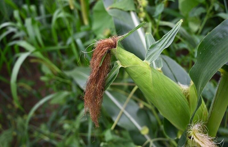 PepsiCo, Cargill to Expand Regenerative Agricultural Practices in U.S. Corn Supply Chain