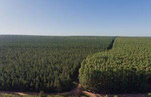 BTG Pactual TIG Awarded $750 Million Sustainable Timberland Investment Mandate by Nest