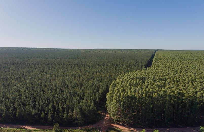 BTG Pactual TIG Awarded $750 Million Sustainable Timberland Investment Mandate by Nest