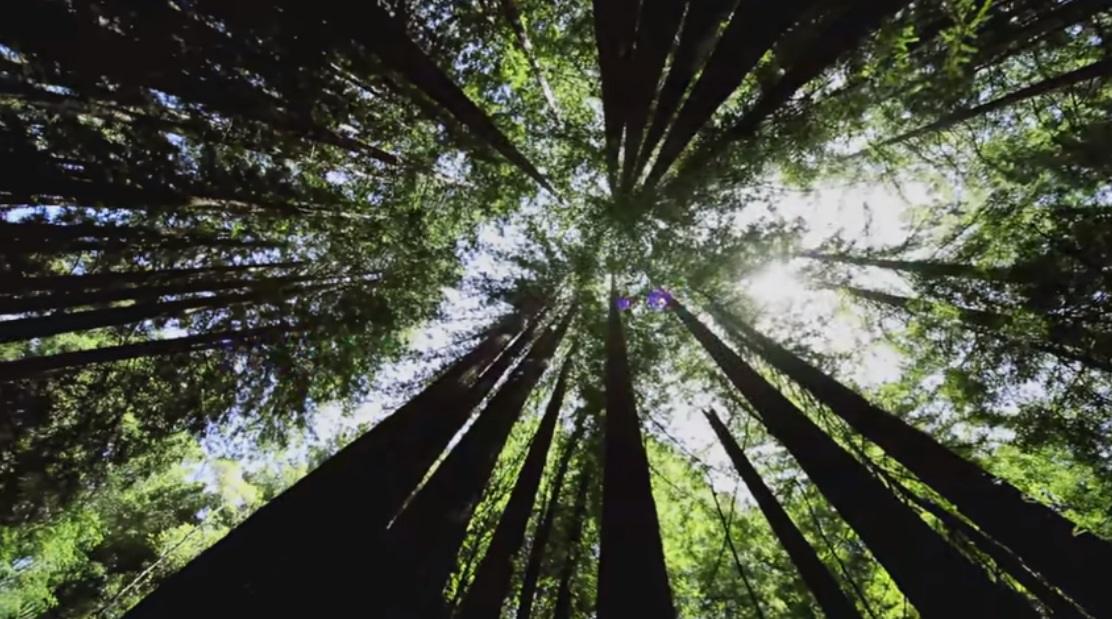 Nestlé, Mars, Other Companies Warn Against Another Delay to EU’s Supply Chain Deforestation Law