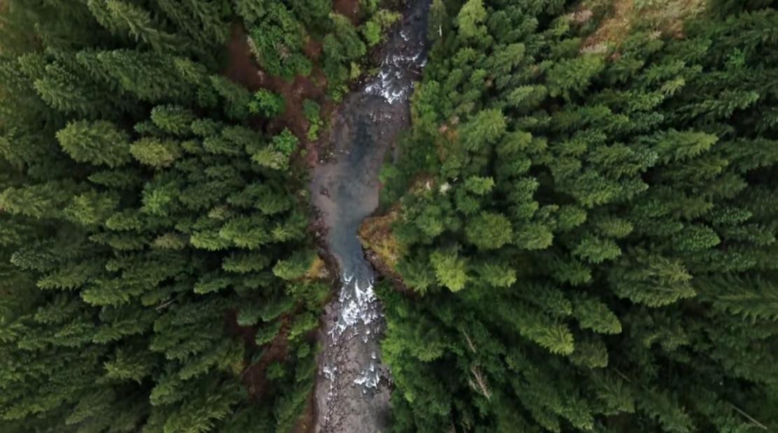 Nestlé, Mars Warn that Delaying EU Deforestation Law Would Create Uncertainty, Disengagement