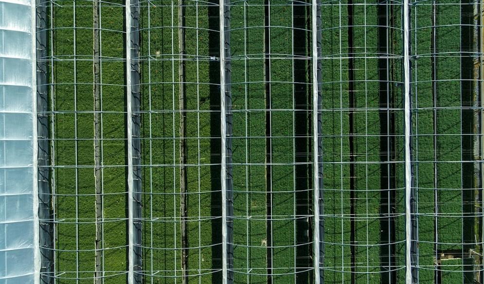 Mast Reforestation Sells Out Carbon Credits from U.S. Reforestation Project in 6 Weeks