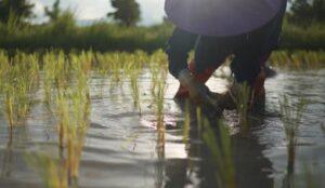 Rize Raises $31 Million to Tackle Climate Impact of Rice Farming