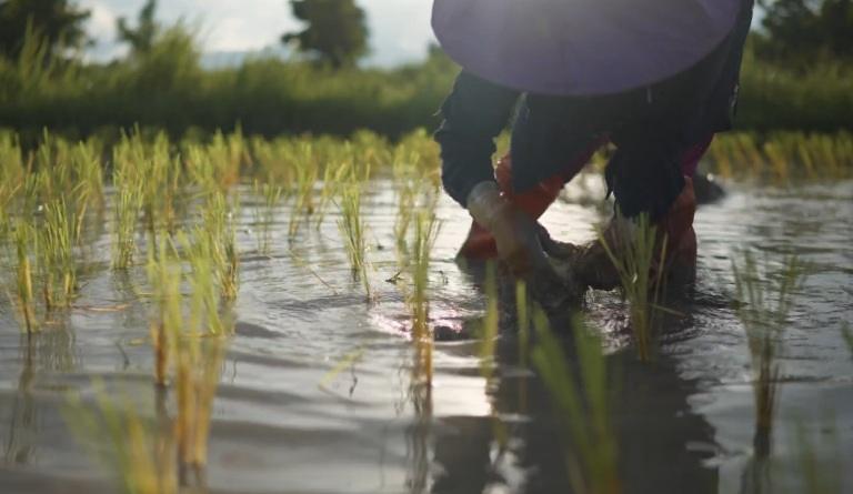 Rize Raises $31 Million to Tackle Climate Impact of Rice Farming