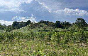 Google, McKinsey, Tencent Sign Large-Scale Nature-Based Carbon Removal Deals