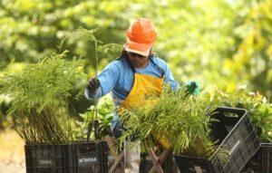 Mombak Launches $150 Million Amazon Reforestation Fund, Signs Carbon Removal Deal with Salesforce