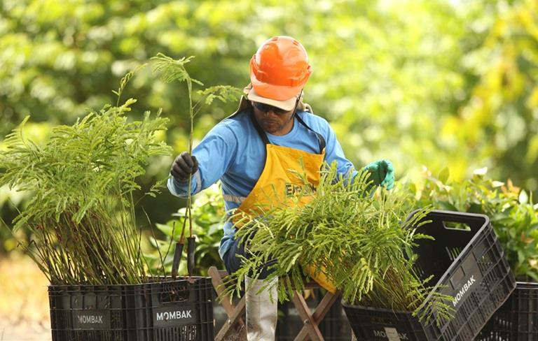 Mombak Launches $150 Million Amazon Reforestation Fund, Signs Carbon Removal Deal with Salesforce