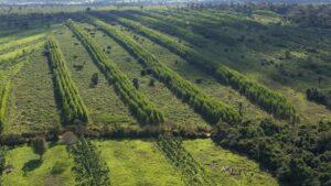 Google, McKinsey Sign 320,000 Ton Carbon Removal Deals from Brazil Nature Restoration Project